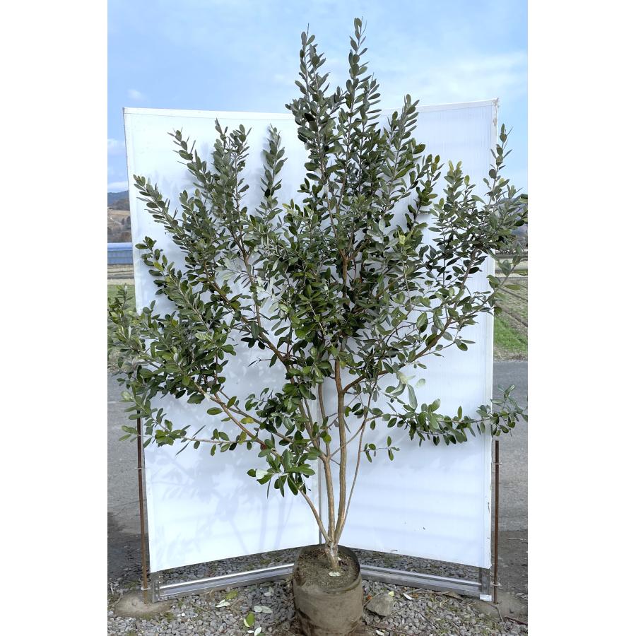 フェイジョア 株立ち 約2.1m 現品発送 特大株 植木 苗木 大苗 フェイジョア 株立ち 約2.1m 現品発送 特大株 植木 苗木 大苗