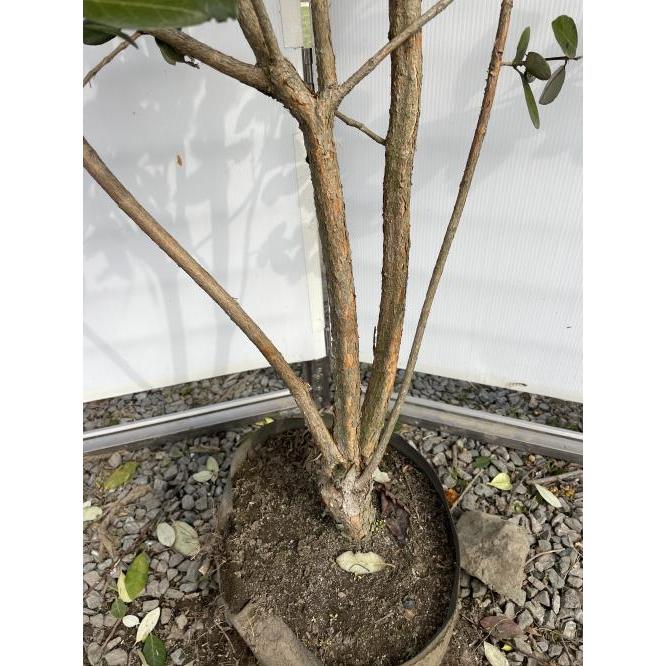 フェイジョア 株立ち 約2.1m 現品発送 特大株 植木 苗木 大苗 フェイジョア 株立ち 約2.1m 現品発送 特大株 植木 苗木 大苗