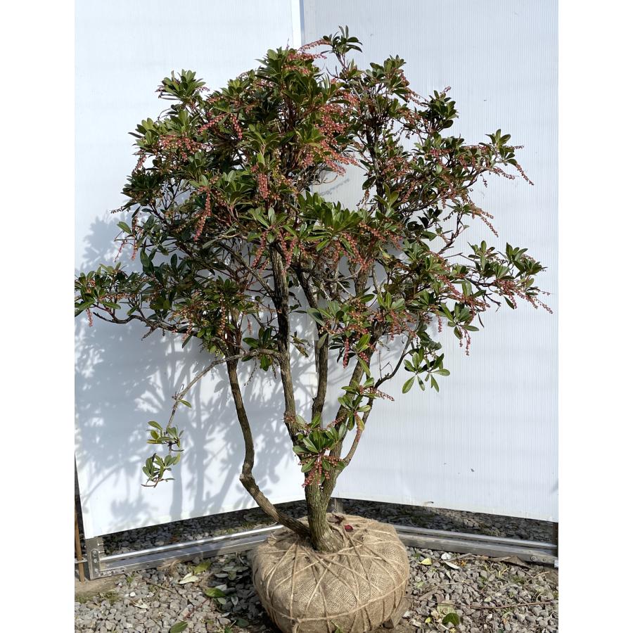 琉球アセビ 株立ち 約1.4m 現品発送 特大苗木 希少品種 植木苗木大苗