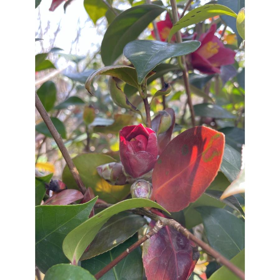 椿文花入 (未使用 新品同様) 椿文花入 (未使用 新品同様) 椿文花入 (未使用 新品同様)