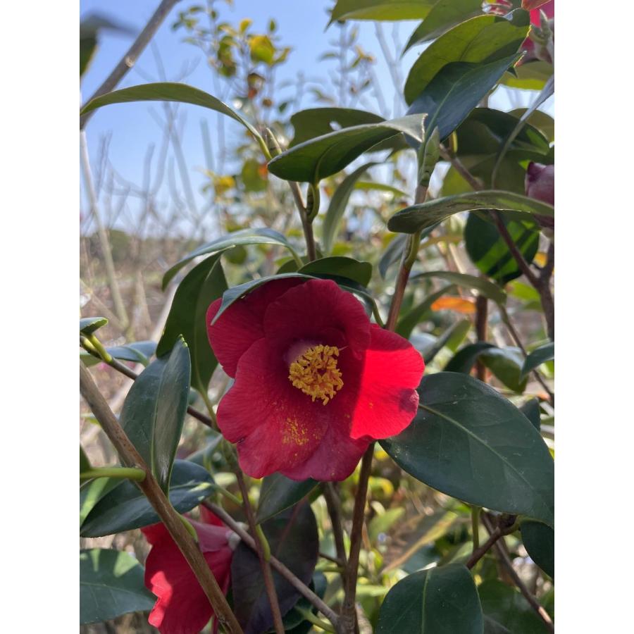 椿の木 ヤブツバキ 株立ち 約1.8m 現品発送 特大株 藪椿 赤花