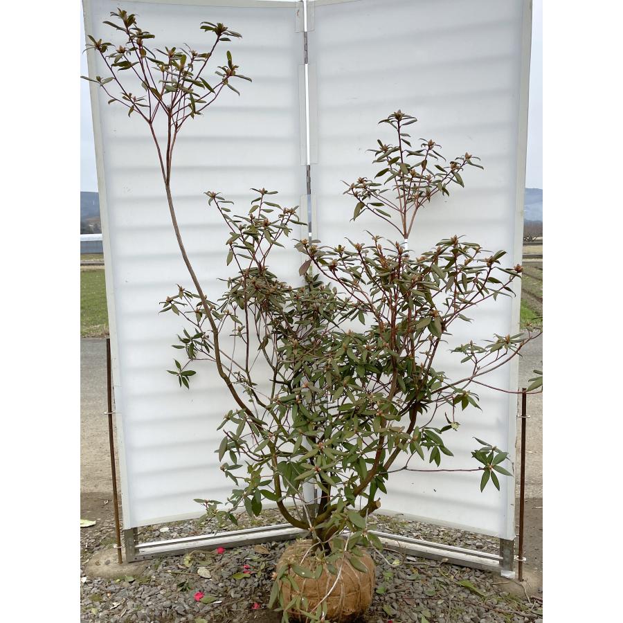 ピンク黄花シャクナゲ アンキャリー 株立ち 約1.7m 現品発送 花色が