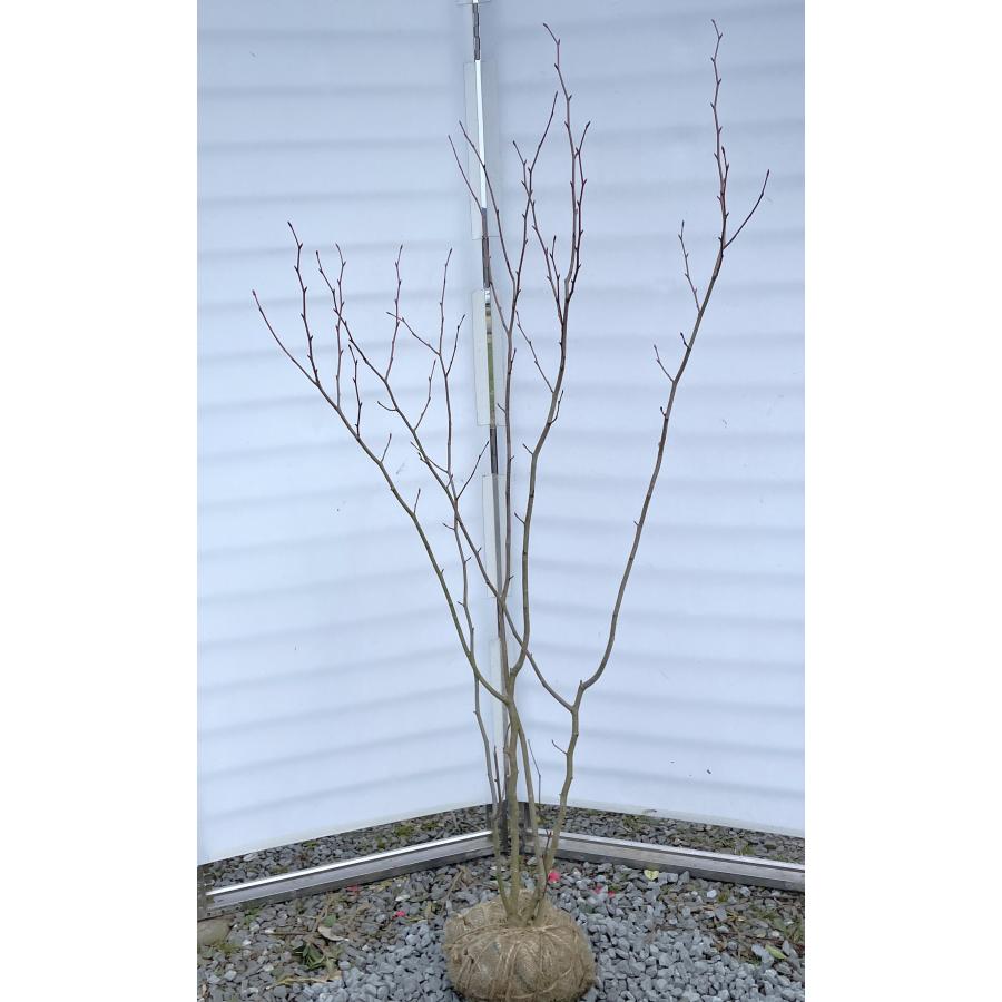 マルバノキ/特大株【現品発送】管理70483 マルバノキ 株立ち 1.7m 現品発送 マルバの木 特大株 植木 苗木 大苗