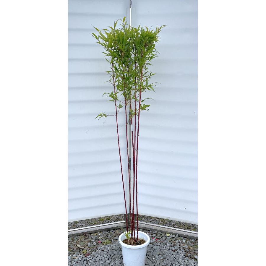 紅寒竹 株立ち 約1.6m 現品発送 植木苗木大苗 紅竹 朱竹 紅寒竹 株立ち 約1.6m 現品発送 植木苗木大苗 紅竹 朱竹