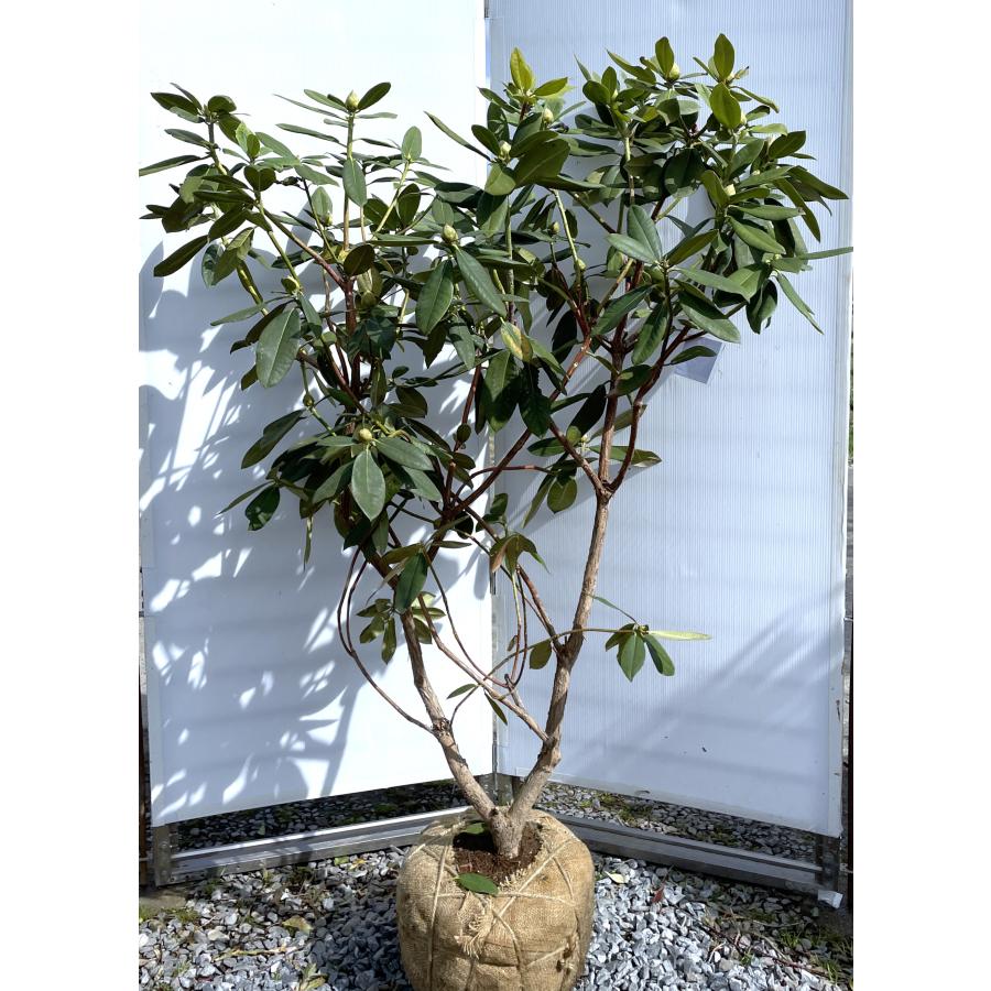 西洋シャクナゲ リーゼント 株立ち 約1.6m 現品発送 超特大株 植木 