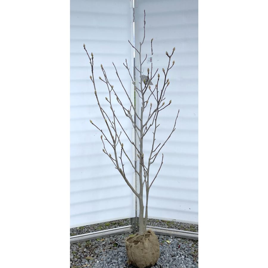 白モクレン 約1.8m 現品発送 特大株 植木苗木 大苗 白木蓮 白モクレン 約1.8m 現品発送 特大株 植木苗木 大苗 白木蓮