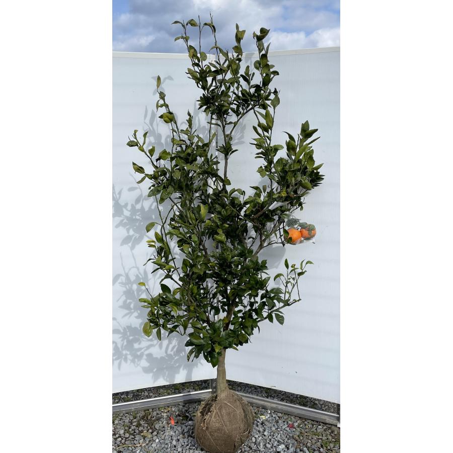 温州みかんの木 肥のあけぼの 約2m 現品発送 超特大株 植木 苗木