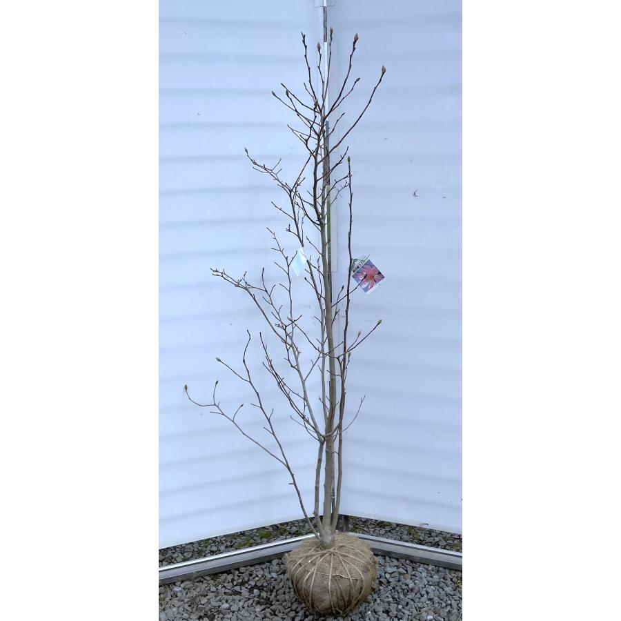 ピンク姫コブシ 株立ち 約1.8m 現品発送 特大株 植木 苗木 大苗 ピンク姫コブシ 株立ち 約1.8m 現品発送 特大株 植木 苗木 大苗