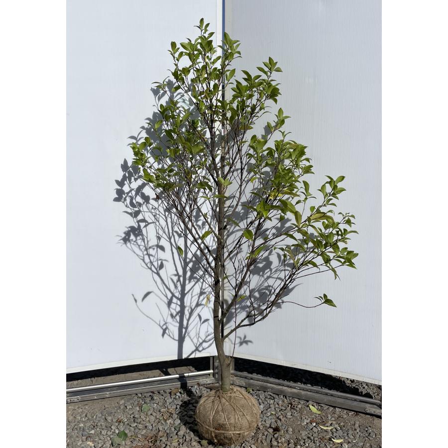 オガタマの木 約1.5m 現品発送 特大株 植木苗木大苗 カラタネ