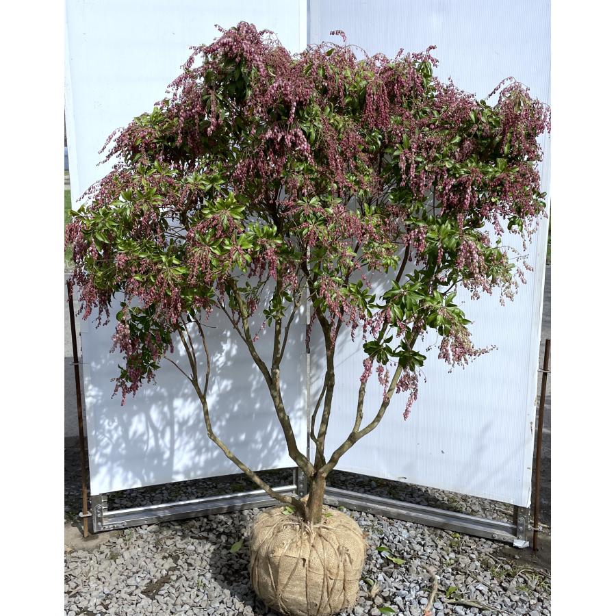 アセビ ピンク花 株立ち 1.4m 現品発送 豪華株 植木 苗木 大苗 紅アセビ 赤花馬酔木 常緑樹 送料無料 : 大福樹苗園 - 通販 ...