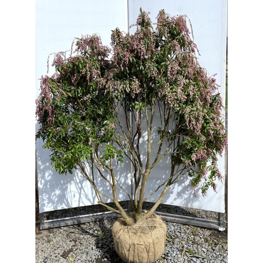 アセビ ピンク花 株立ち 1.5m 現品発送 豪華株 植木 苗木 大苗 紅