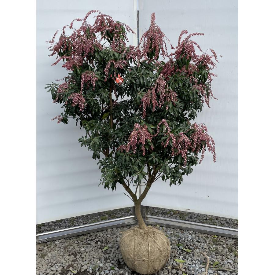 アセビ ピンク花 株立ち 1.3m 現品発送 豪華株 植木 苗木 大苗 紅