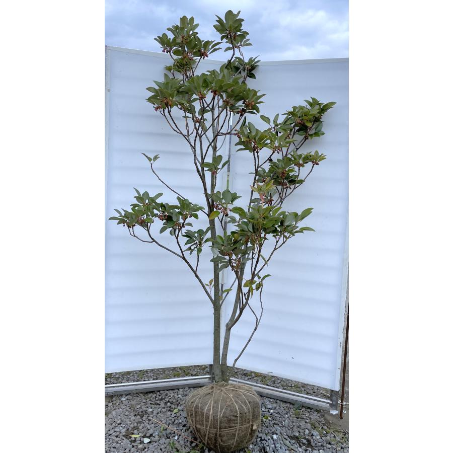 ロドレイアの木 株立ち 約2m 現品発送 特大株 植木苗木大苗