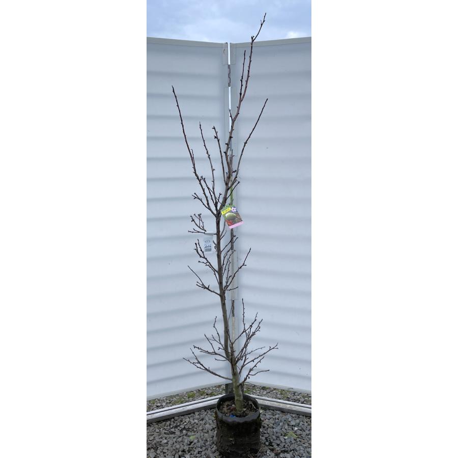 アーモンドの木 約2m 現品発送 特大株 植木 苗木 大苗 桜の様 アーモンドの木 約2m 現品発送 特大株 植木 苗木 大苗 桜の様