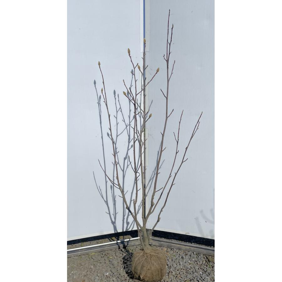 白モクレン 株立ち 約1.6m 現品発送 特大植木苗木大苗 白木蓮 白モクレン 株立ち 約1.6m 現品発送 特大植木苗木大苗 白木蓮
