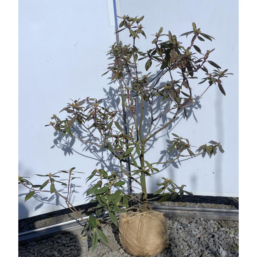 ピンク黄花シャクナゲ アンキャリー 約100m 現品発送 花色が変化する