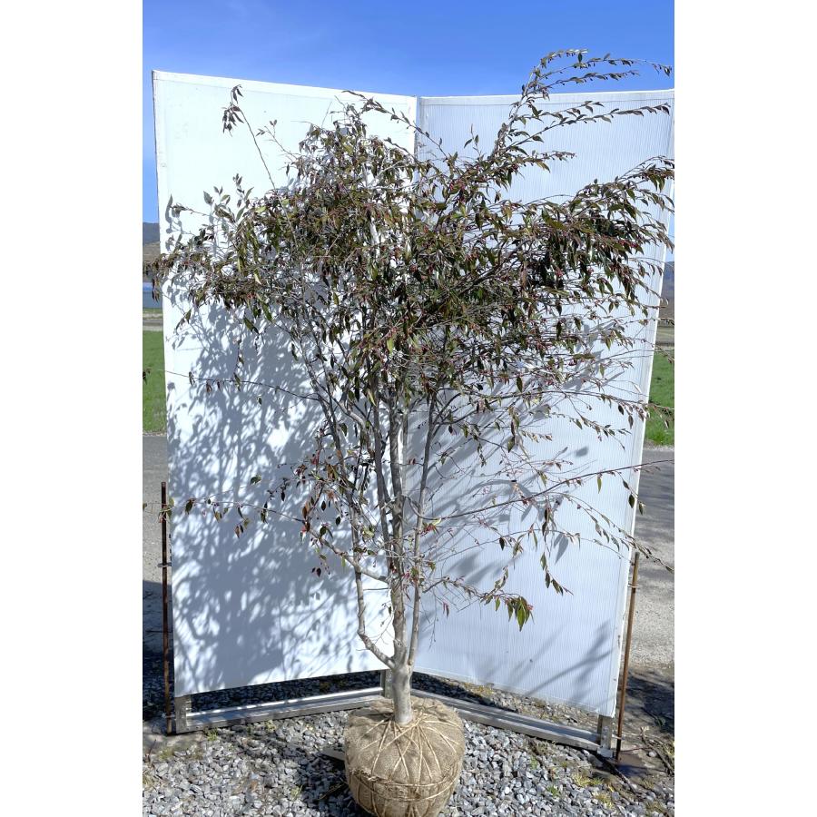 種苗登録ツバキ エリナ 約2m 現品発送 特大株 植木苗木大苗 しだれ椿