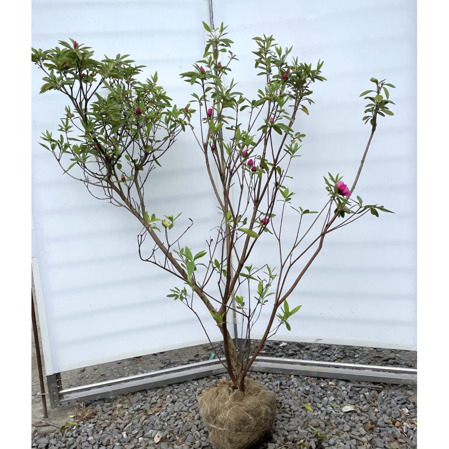 八重咲き平戸ツツジ 紅千重大紫 株立ち 約1.3m 現品発送 赤花センエ