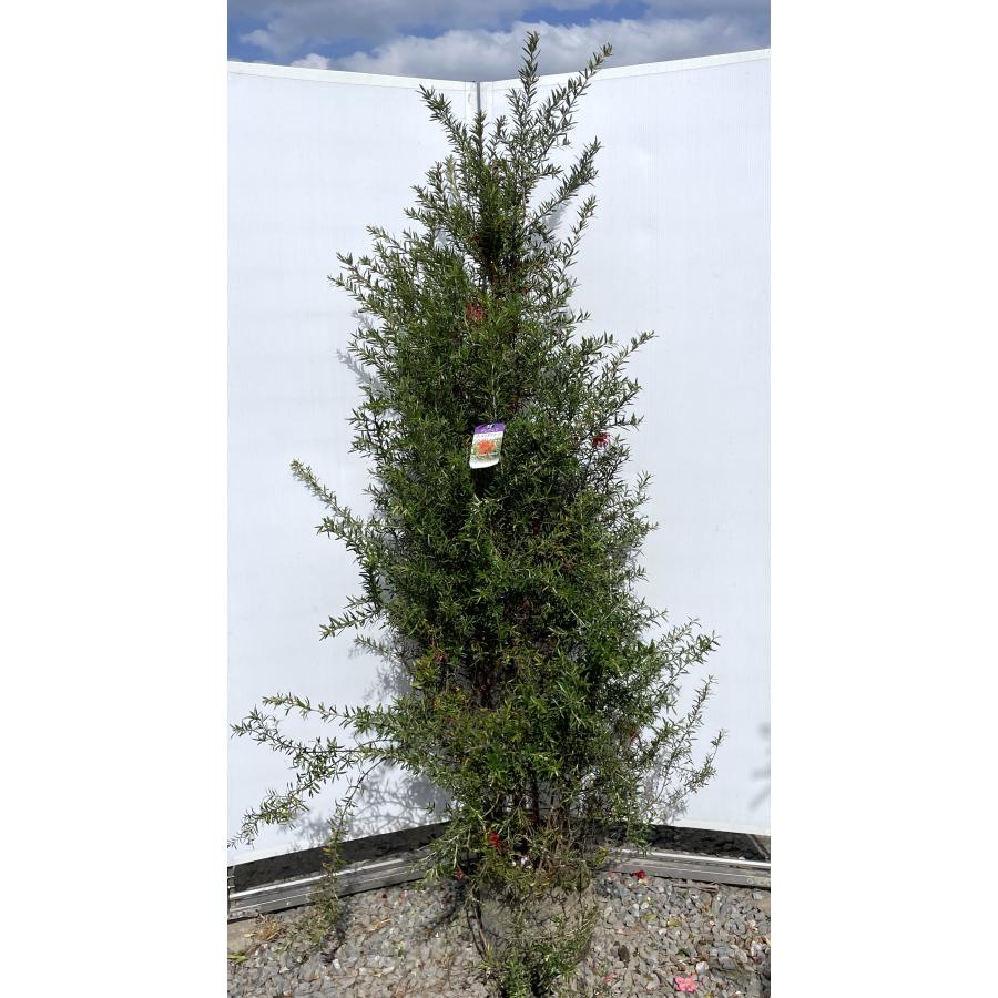 グレビレア プーリンダクイーン 約1.9m 現品発送 特大株 植木苗木大苗 