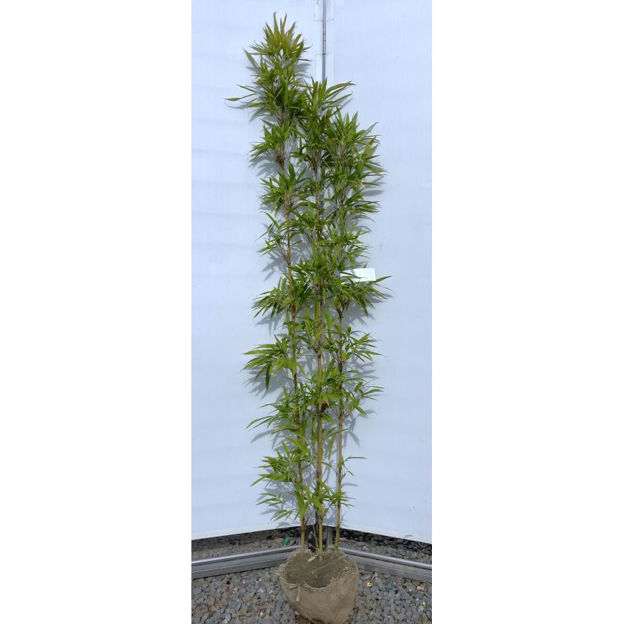 大名竹 株立ち 約1.8m 現品発送 特大株 植木苗木大苗 ダイミョウチク
