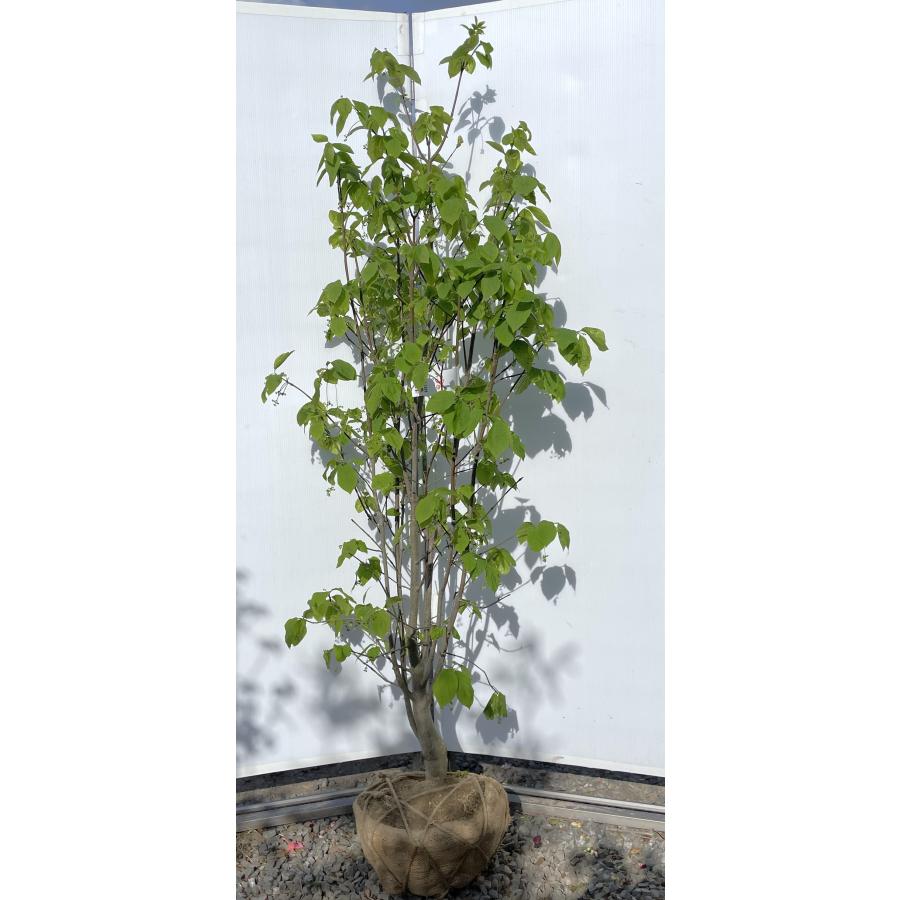オオツリナバ 大実ツリバナ 約1.8m 現品発送 特大植木苗木大苗 大ツリバナ 大吊り花 ツリバナマユミ 送料無料 : 大福樹苗園 - 通販 ...