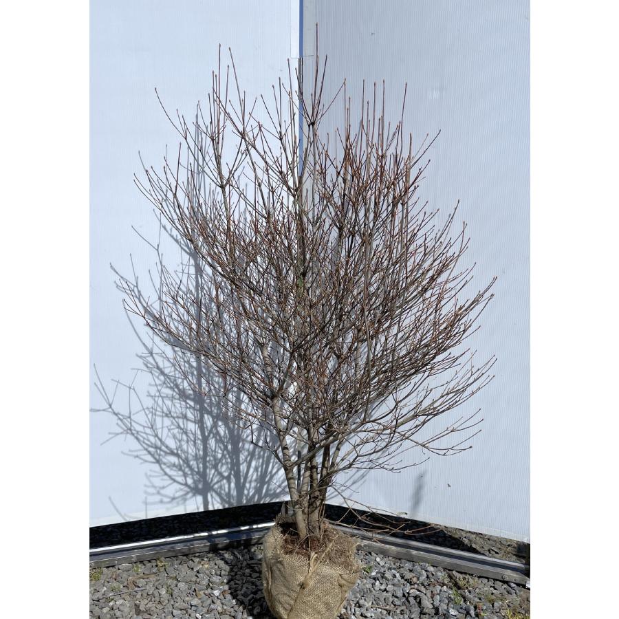 白花 ドウダンツツジ 株立ち 約1.4m 現品発送 豪華株 特大苗木 白花 ドウダンツツジ 株立ち 約1.4m 現品発送 豪華株 特大苗木