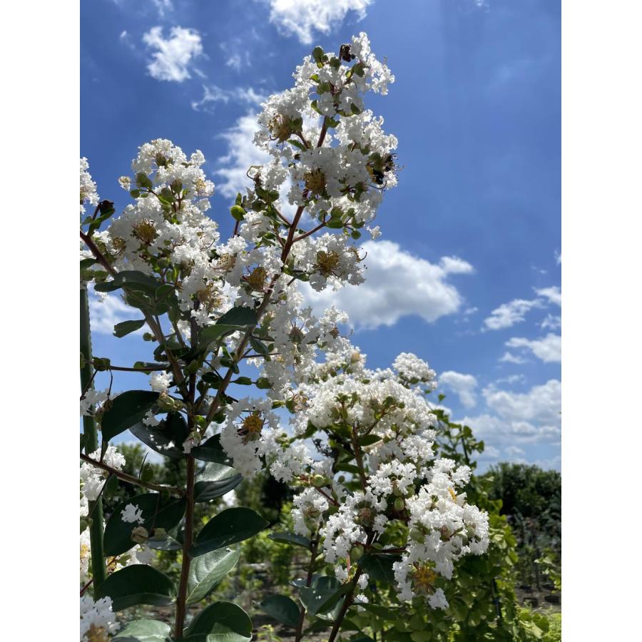 サルスベリ　百日紅　植木　白 サルスベリの木 白花 約2m 現品発送 超特大株 真っ白な百日紅