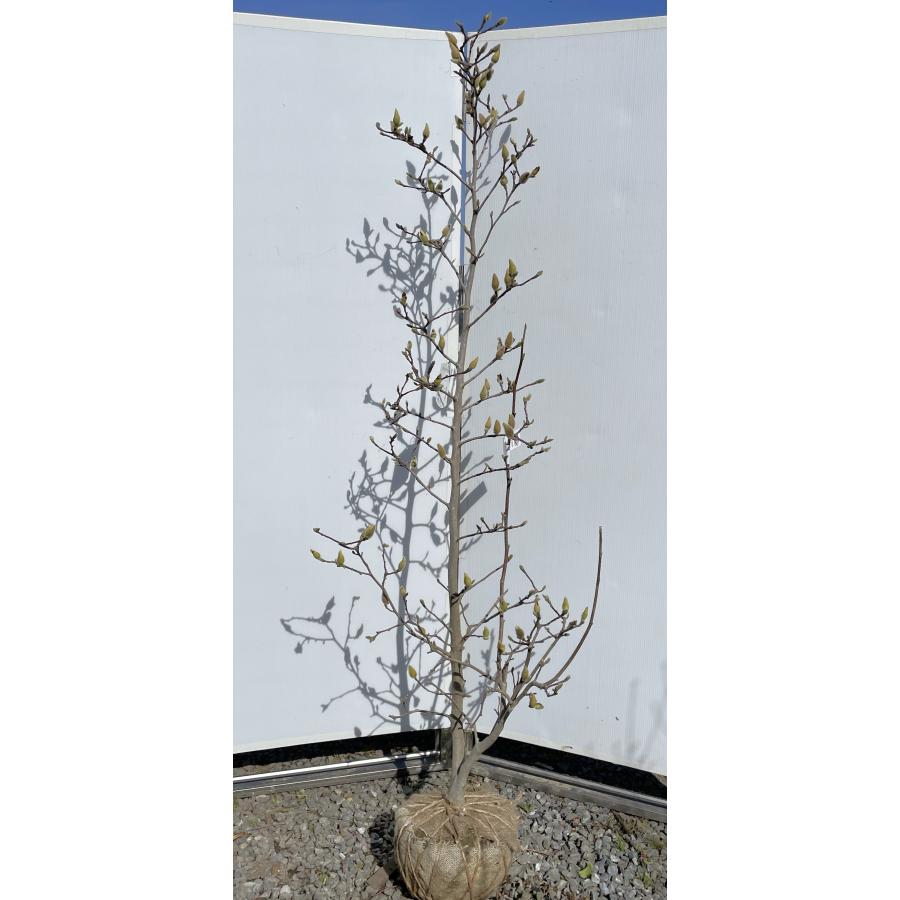 白モクレン スノーホワイト 約1.9m 現品発送 特大植木苗木 白木蓮