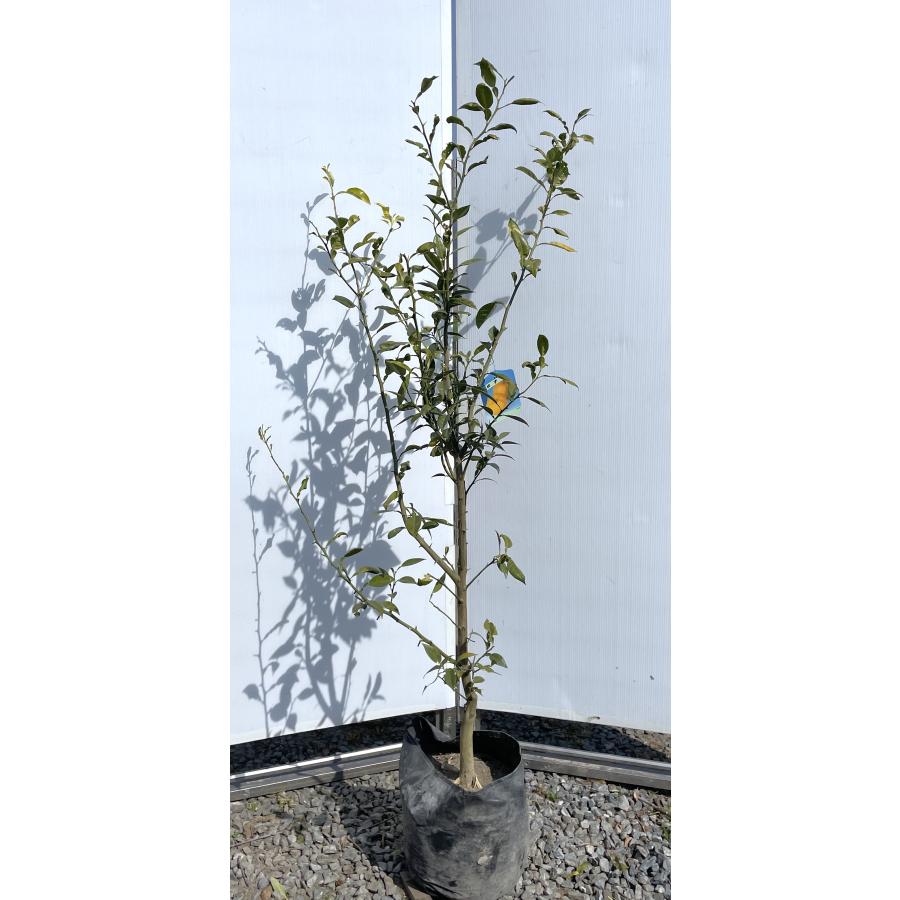 柚子の木 約1.5m 現品発送 特大株 植木苗木 本ユズの木 本柚子