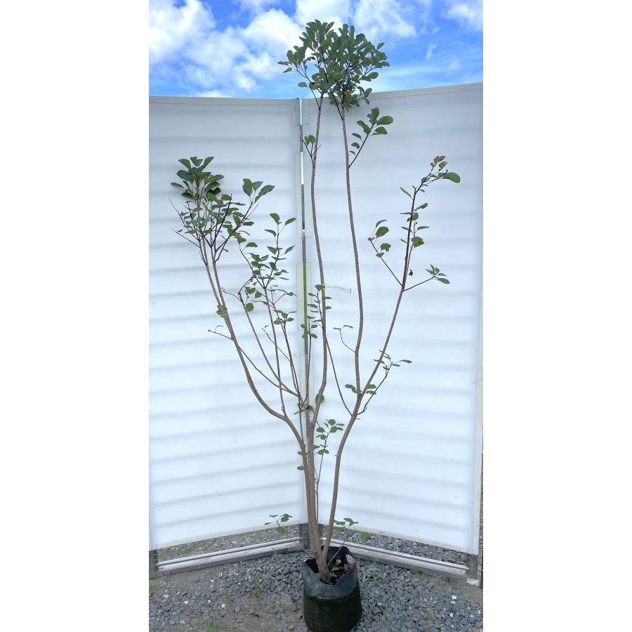 赤花スモークツリー 株立ち 約2m 現品発送 ケムリノキ 特大株 植木