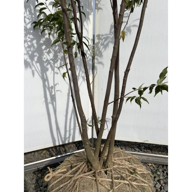 ハイノキ 5本株立ち 約2.5m 現品発送 美樹形株 特大株植木苗木 ハイノキ 5本株立ち 約2.5m 現品発送 美樹形株 特大株植木苗木