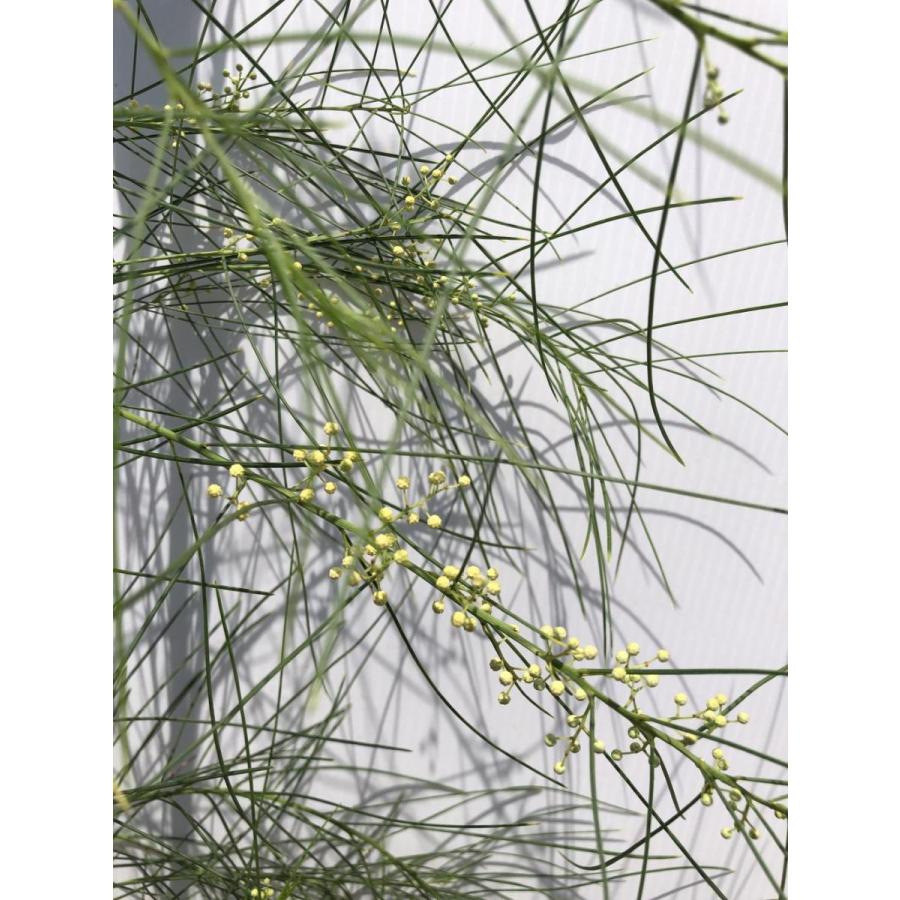 鉢植えアカシア フロリバンダ 約2.4m 現品発送 超特大株 植木 鉢植えアカシア フロリバンダ 約2.4m 現品発送 超特大株 植木