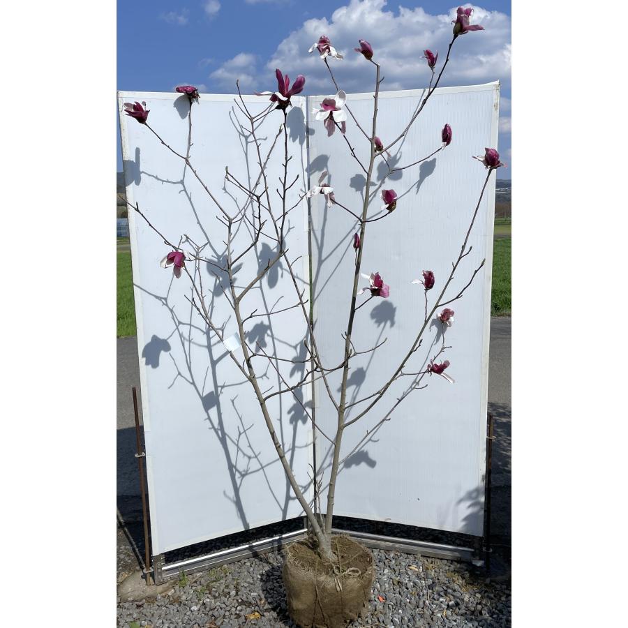 紫花モクレン 株立ち 約2m 現品発送 超特大株 植木 苗木 大苗 赤紫
