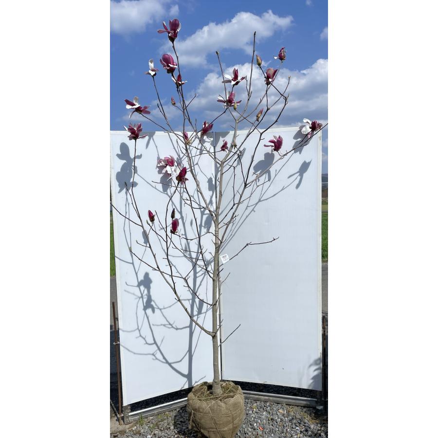 紫花モクレン 約2.4m 現品発送 超特大株 植木 苗木 大苗 赤紫モクレン