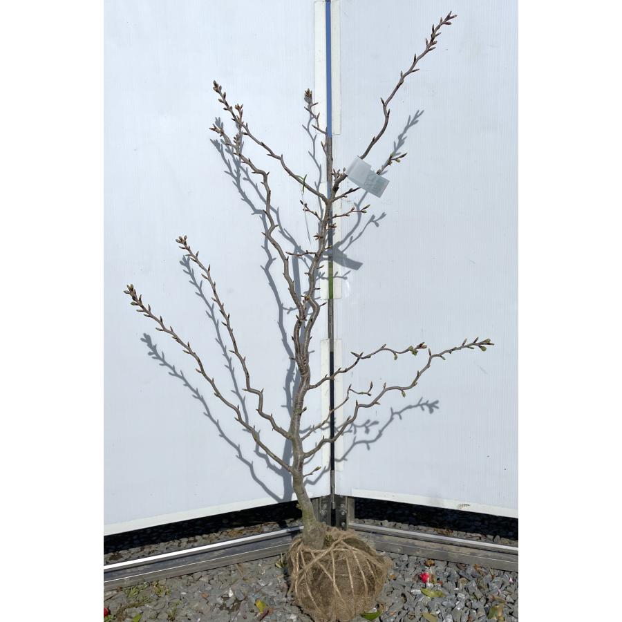 【その他】雲竜大島桜　約1.7ｍ　現品発送　植木　苗木　大苗　白花の桜　希少な雲竜タイプ　ウンリュウ大島桜　送料無料