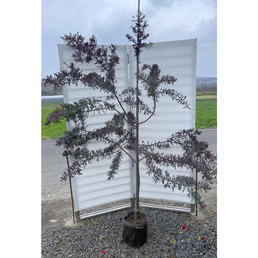 紫葉ミモザアカシア プルプレア 約2.7m 現品発送 超特大株 植木 紫葉ミモザアカシア プルプレア 約2.7m 現品発送 超特大株 植木