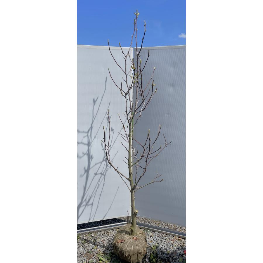 白モクレン 約2.2m 現品発送 超特大株 植木 苗木 大苗 白木蓮 白モクレン 約2.2m 現品発送 超特大株 植木 苗木 大苗 白木蓮