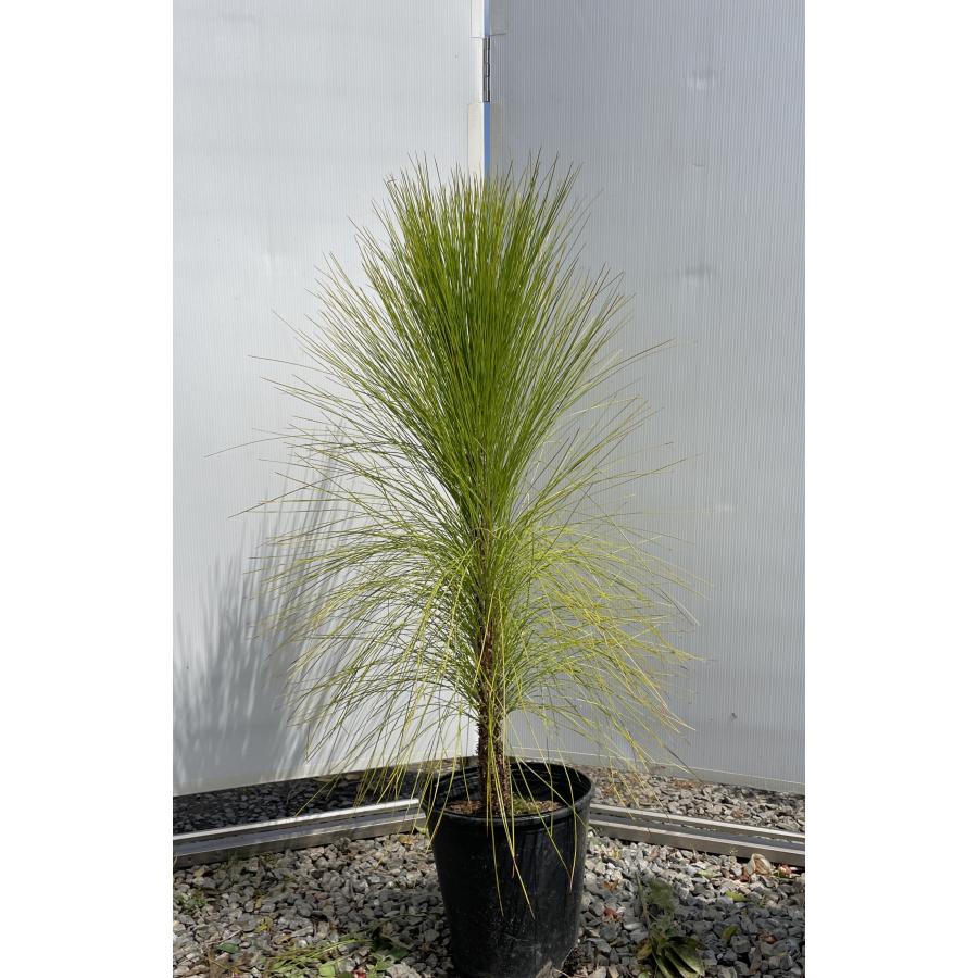 大王松　大型 大王松 大型