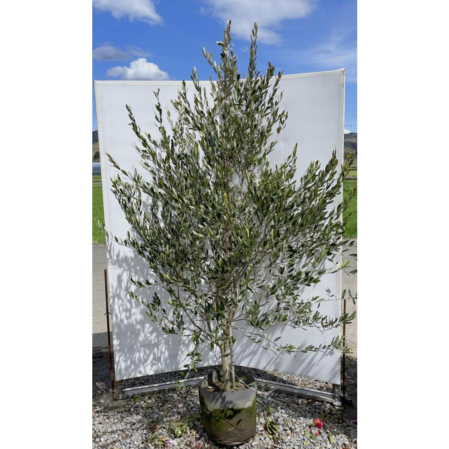 オリーブの木 ルッカ 約2m 現品発送 特大植木苗木 シンボル オリーブの木 ルッカ 約2m 現品発送 特大植木苗木 シンボル