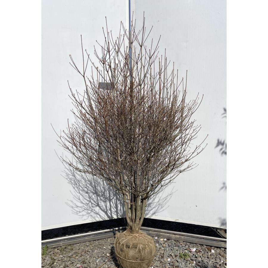 白花 ドウダンツツジ 株立ち 約1.5m 現品発送 豪華株 植木 苗木 大苗
