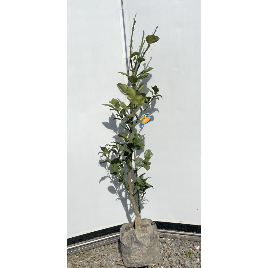 サワーポメロ 5年生苗木 【柑橘の女王】