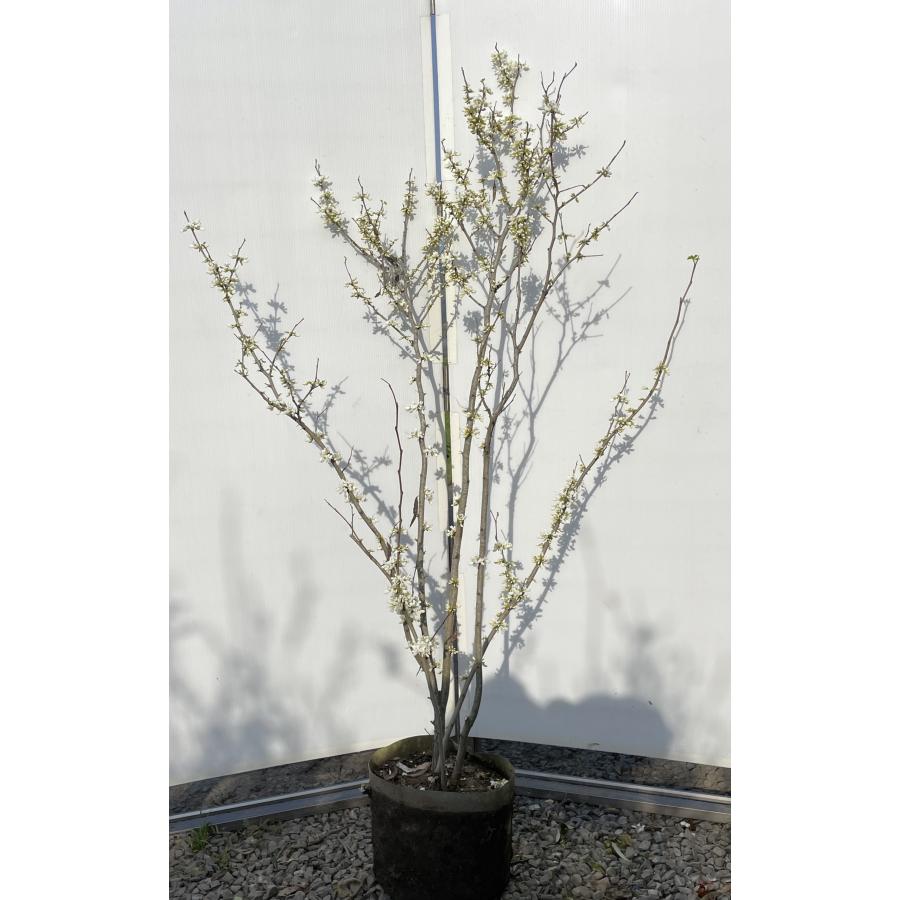 白花 ハナズオウ 株立ち 約1.7m 現品発送 特大株 植木 苗木 白花 ハナズオウ 株立ち 約1.7m 現品発送 特大株 植木 苗木