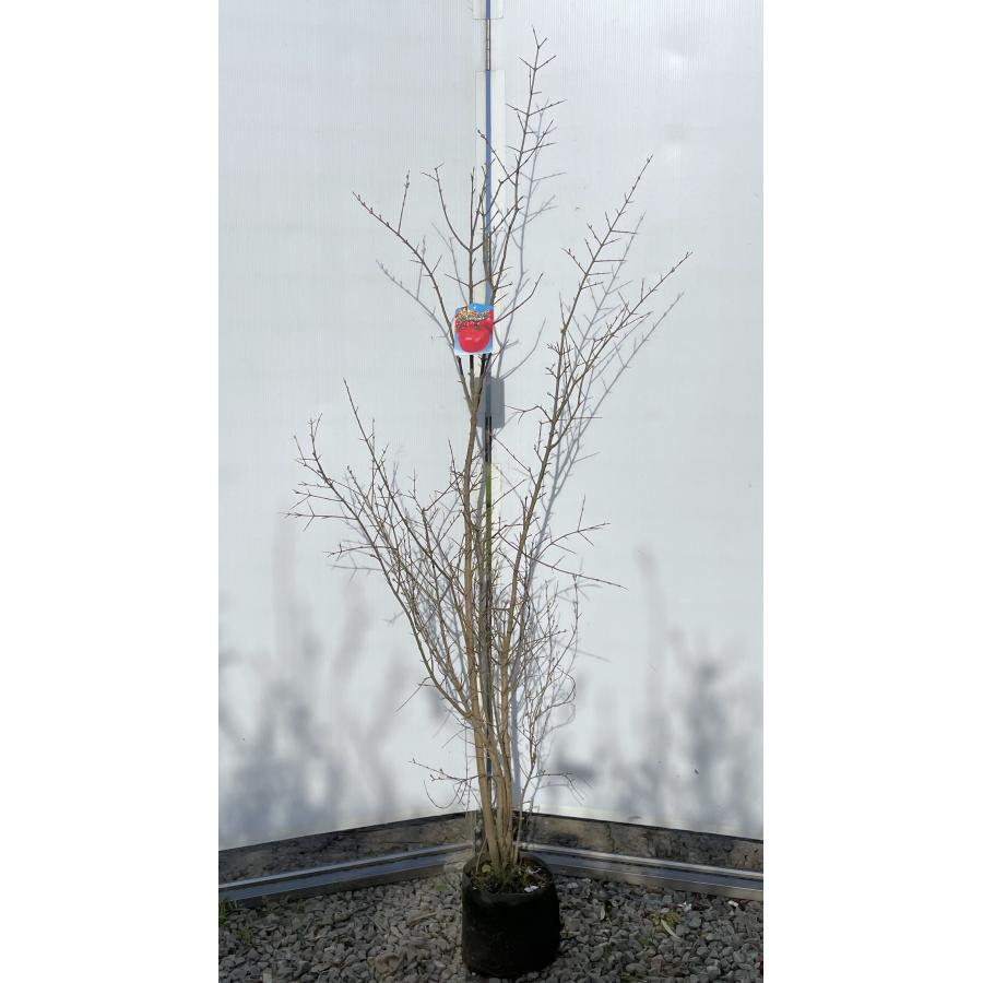 大実カリフォルニアザクロ 株立ち約1.7m 現品発送 特大株 植木