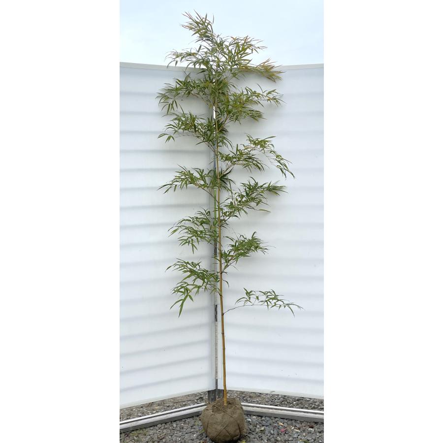 亀甲金明孟宗竹 約2.1m 現品発送 超特大株 植木苗木大苗 キンメイ