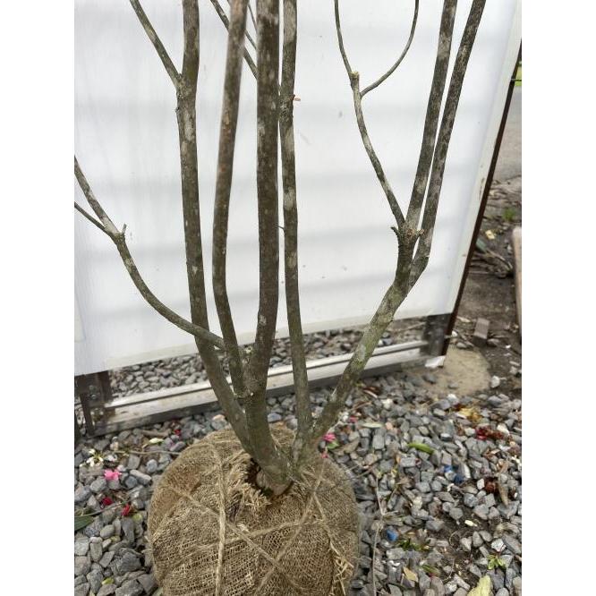白花ミツバツツジ 株立ち 約1.4m 現品発送 特大植木苗木 白三つ葉 白花ミツバツツジ 株立ち 約1.4m 現品発送 特大植木苗木 白三つ葉