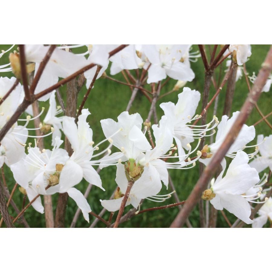 白花ミツバツツジ 株立ち 約1.4m 現品発送 特大植木苗木 白三つ葉 白花ミツバツツジ 株立ち 約1.4m 現品発送 特大植木苗木 白三つ葉