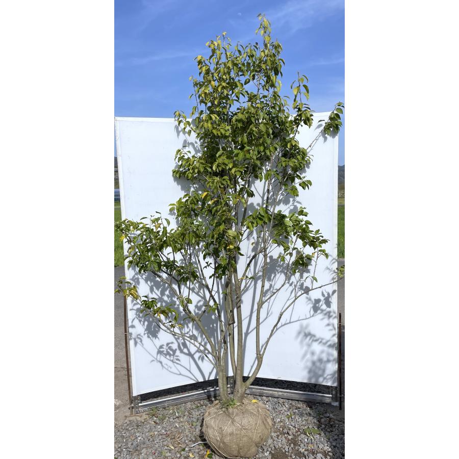 ソヨゴの木 5本株立ち 約2.5m 一点物 豪華株 現品発送 特大植木苗木 赤い実が成る木 常緑樹 送料無料 : 大福樹苗園 - 通販 ...