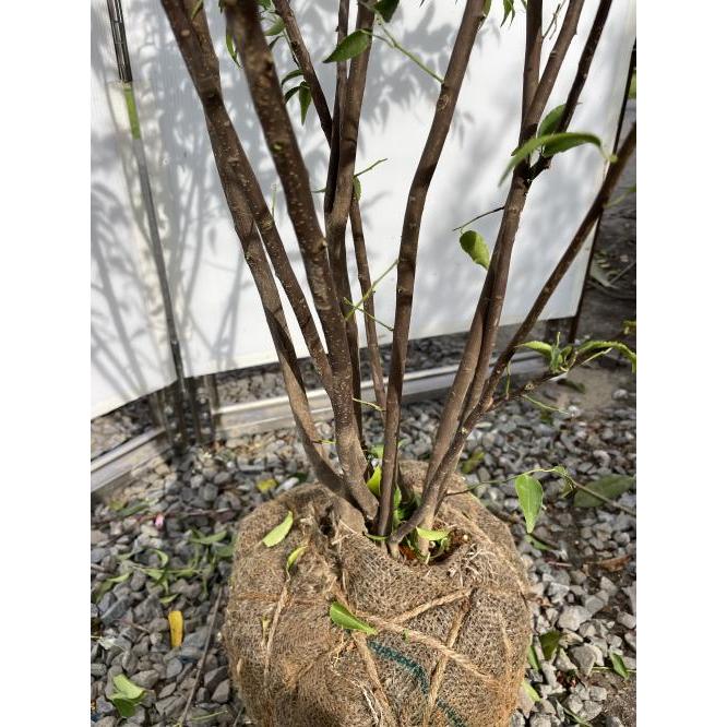 ハイノキ 8本株立ち 約2m 現品発送 豪華株 特大株 植木 苗木 ハイノキ 8本株立ち 約2m 現品発送 豪華株 特大株 植木 苗木