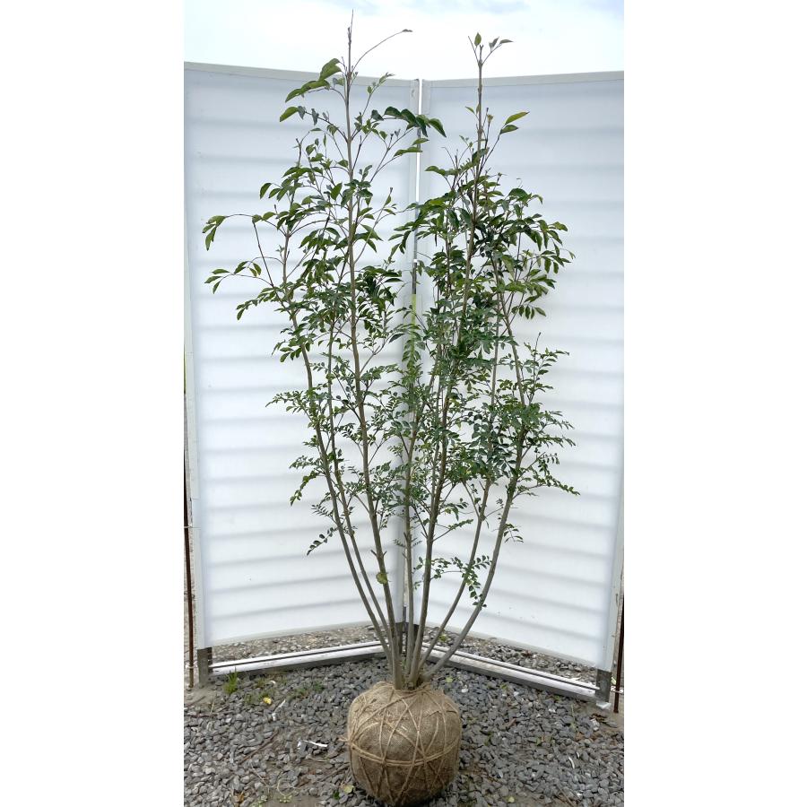 シマトネリコ 6本株立ち 約1.9m 現品発送 特大株 植木苗木大苗