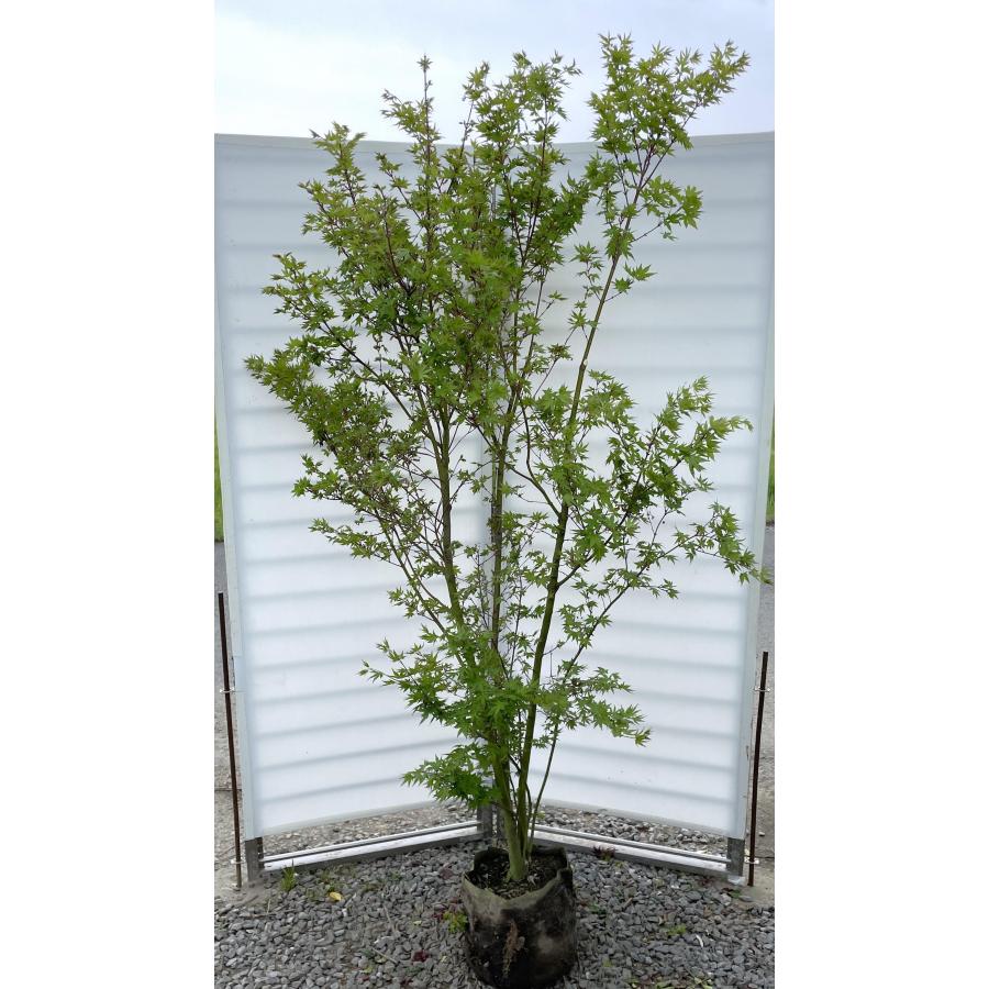山モミジ 株立ち 約2m 現品発送 特大株 植木苗木大苗 イロハモミジの原種 ヤマモミジ 山紅葉 送料無料 : 大福樹苗園 - 通販 ...